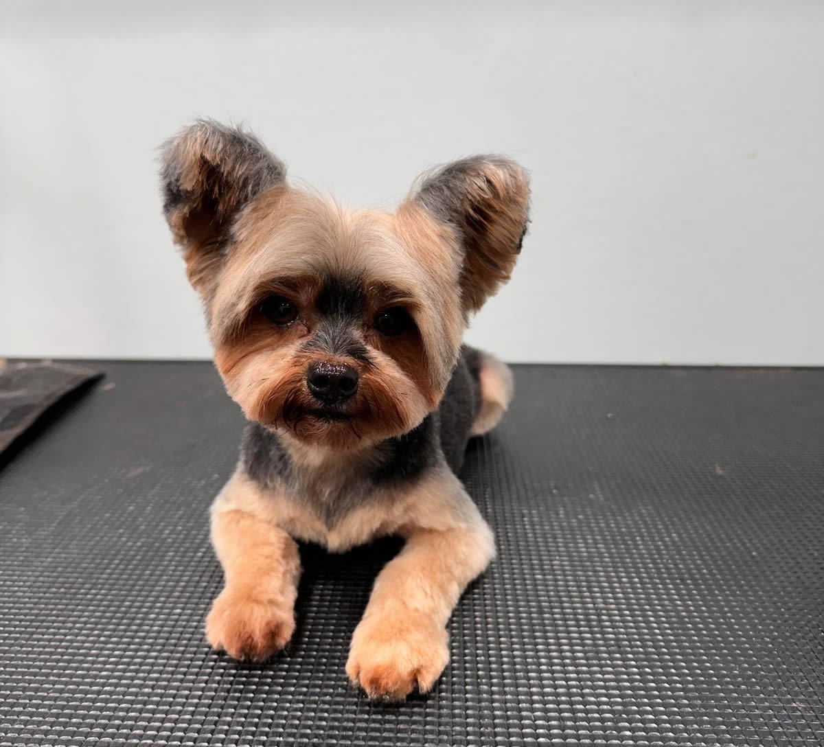 Pet receiving full grooming at Fluffy Family