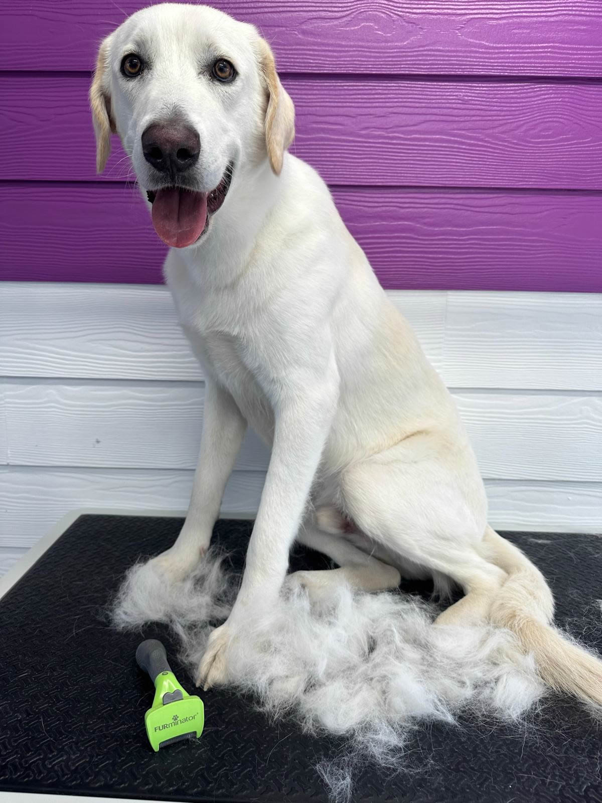 Pet receiving a professional deshedding at Fluffy Family