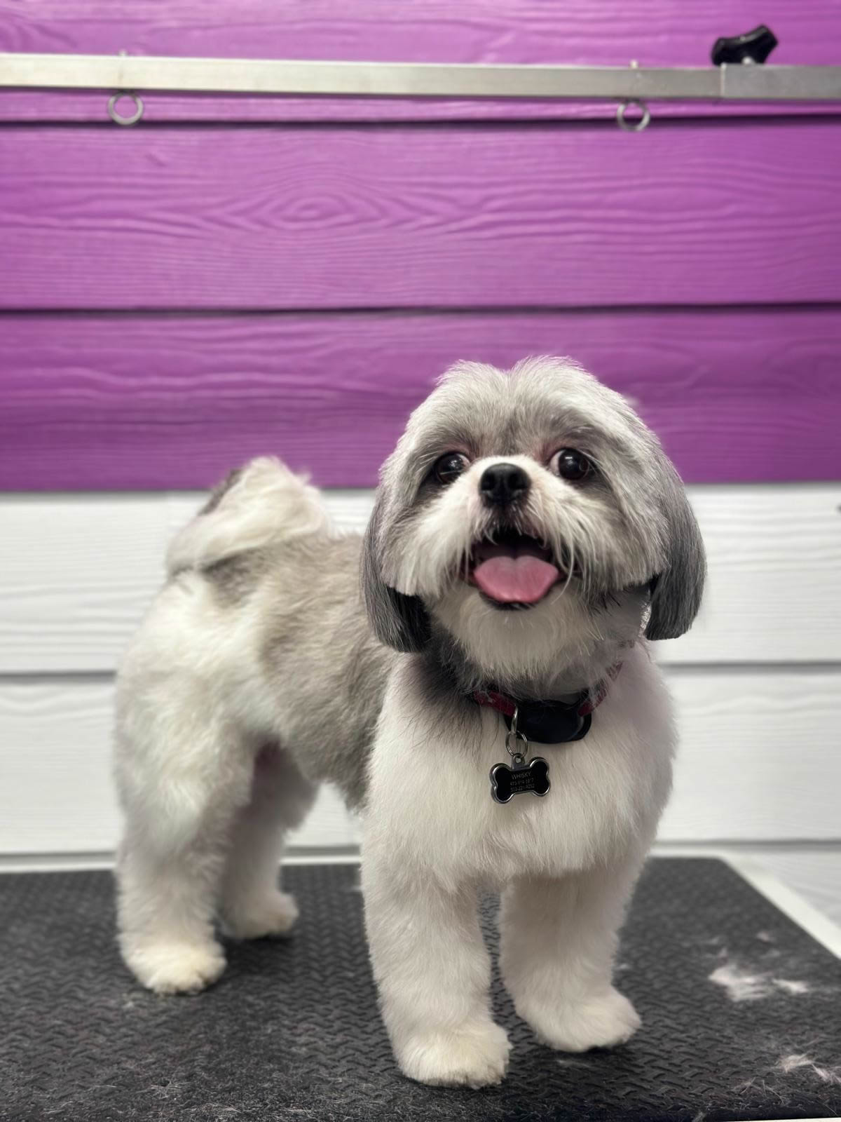 Dog getting bath and brushing grooming service
