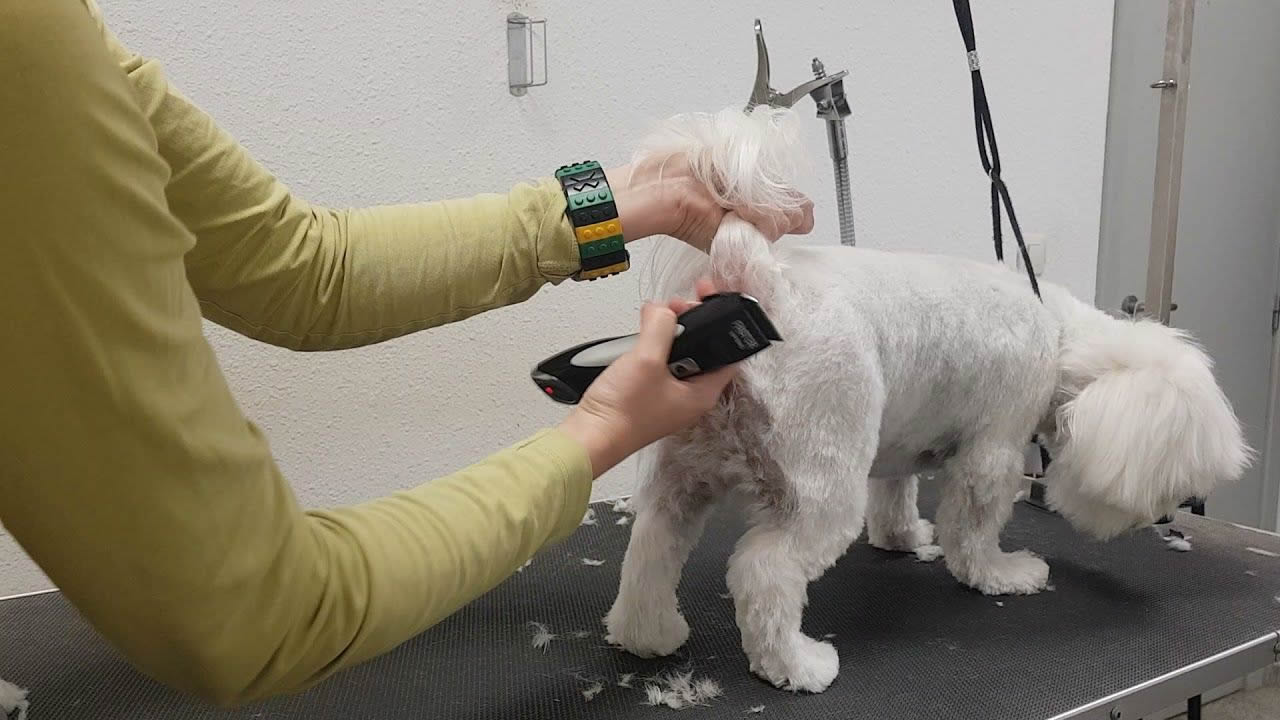 Sanitary trim service at Fluffy Family